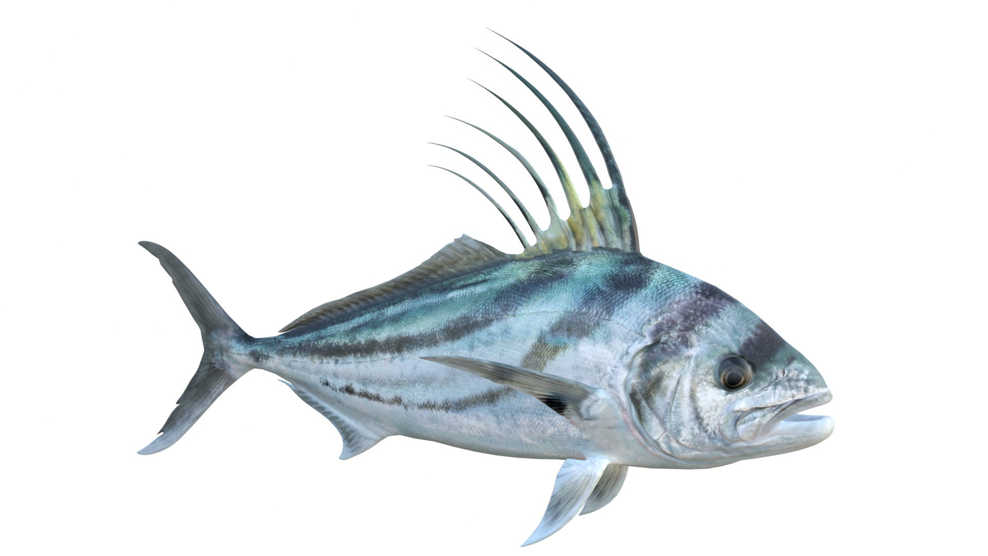 Roosterfish 3D https://p.turbosquid.com/ts-thumb/AG/ZRSeEs/Xk/4/jpg/1776260860/1920x1080/fit_q87/f55207988c88ebfa88ff96a5d9c3254df112bc2a/4.jpg