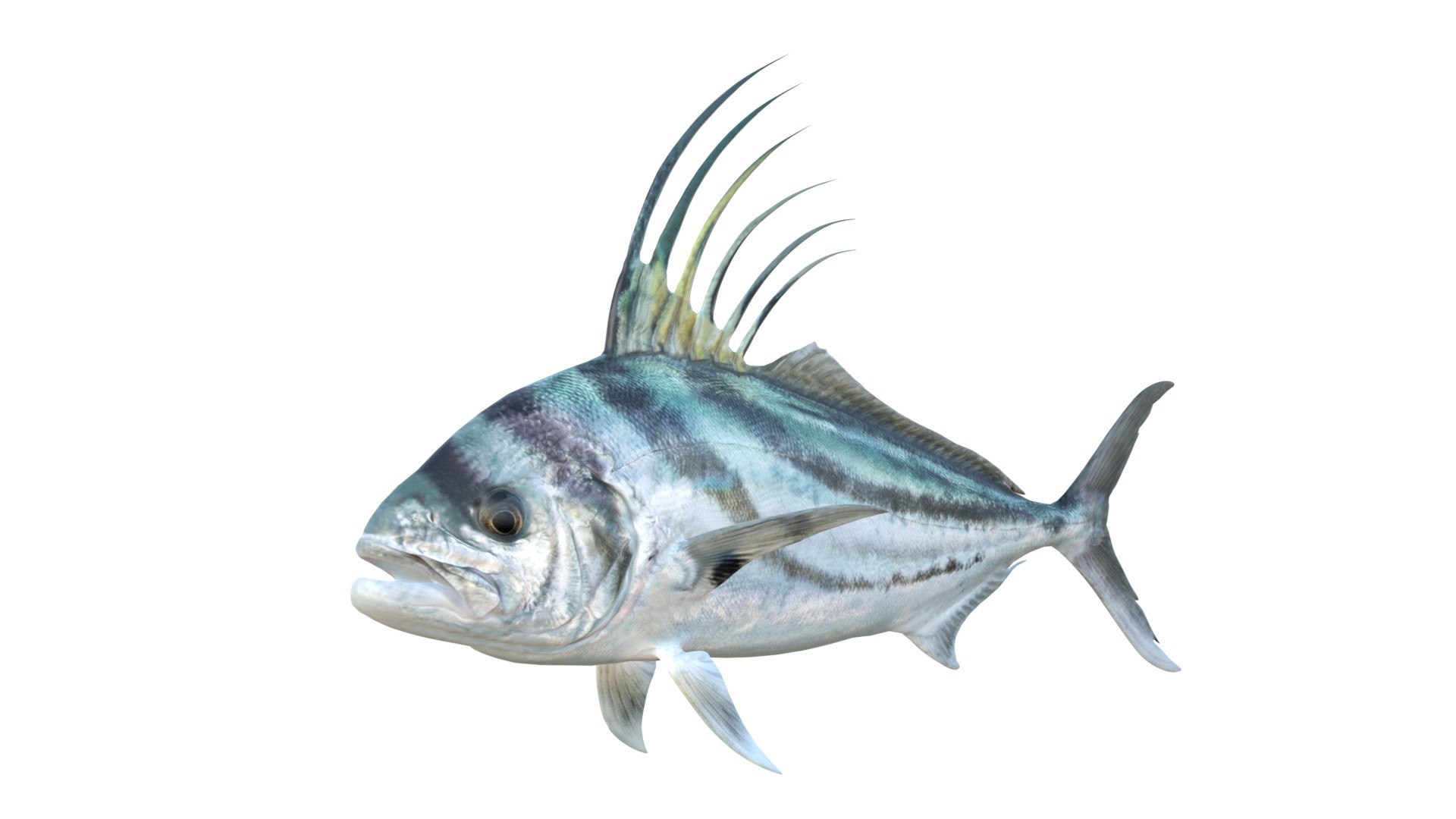 3D 50 Fish Sea Creatures Collection https://p.turbosquid.com/ts-thumb/AG/ZRSeEs/fL/1/jpg/1776260909/1920x1080/fit_q87/7192e6267b374140f3f1cd90f5aa36c3651f4702/1.jpg