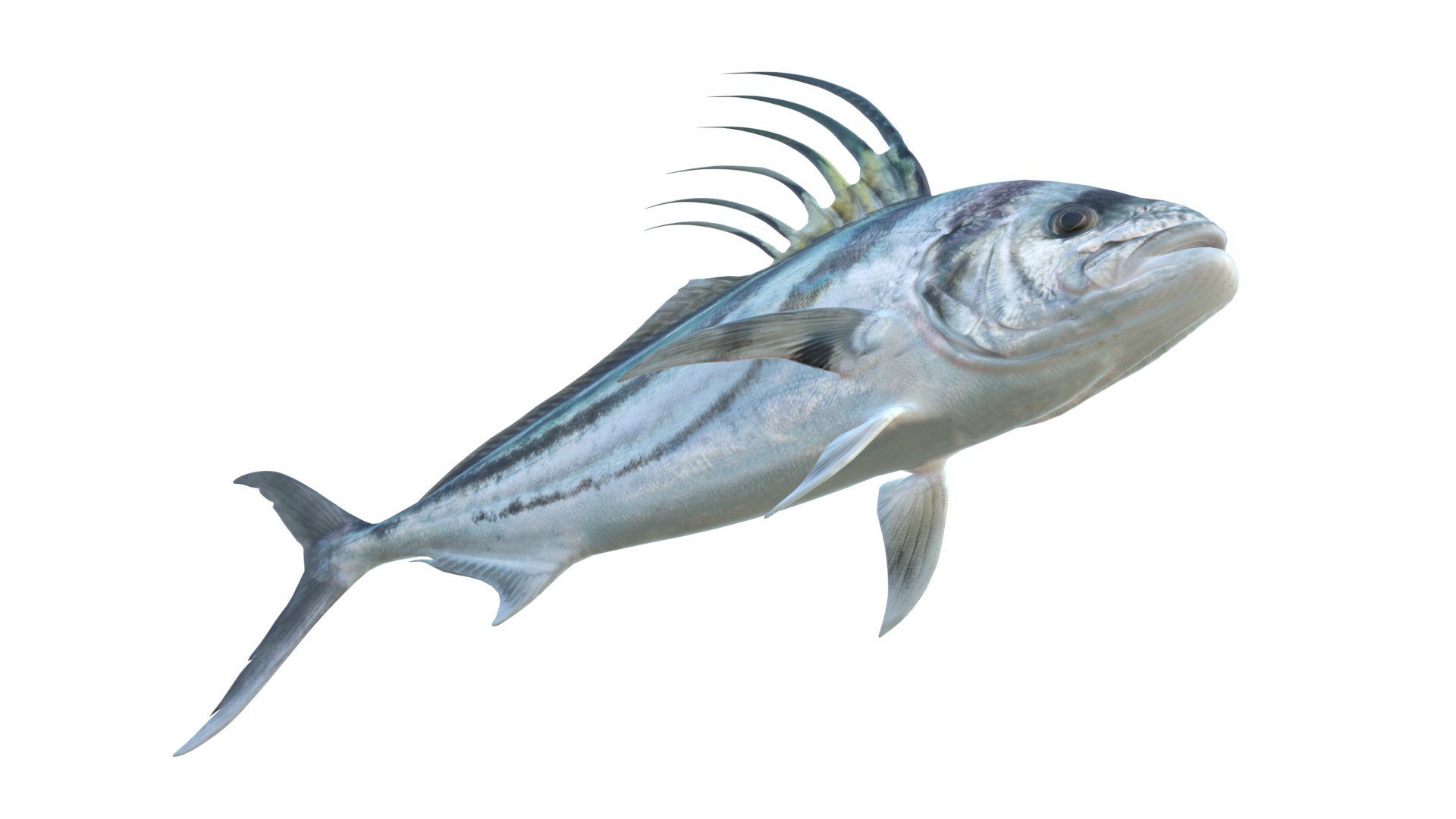 Roosterfish 3D https://p.turbosquid.com/ts-thumb/AG/ZRSeEs/zf/5/jpg/1776260862/1920x1080/fit_q87/0a9655f539ac86f0c3c3b1c8a5d91acbf895f639/5.jpg