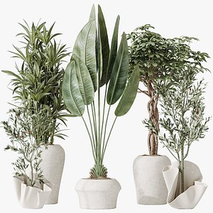 3D AV Indoor plants set 194 Lemon Lime Cane Dragon and Schefflera Arboricola Umbrella and Bird Of Parad model