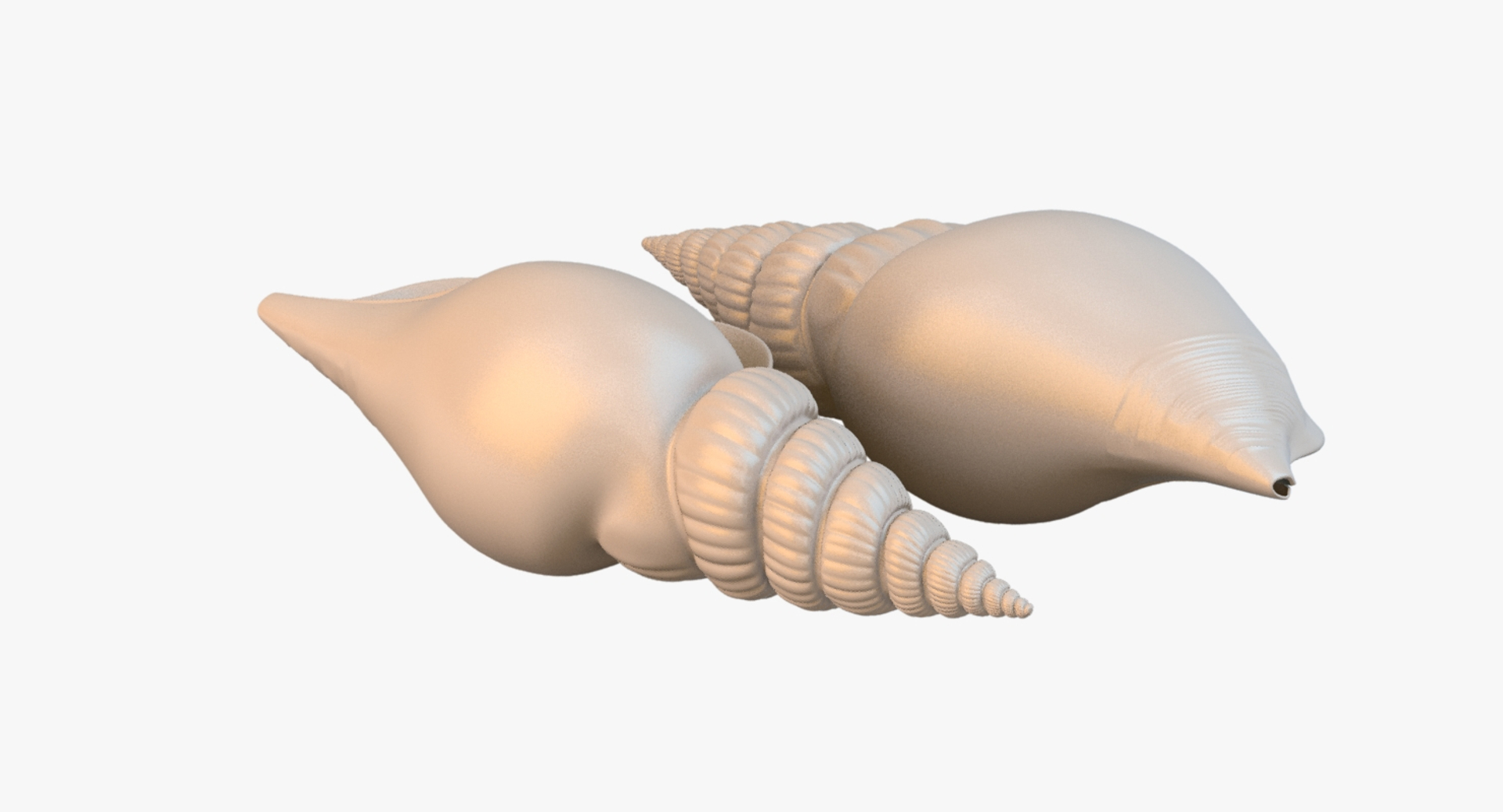 sea shell 3d obj