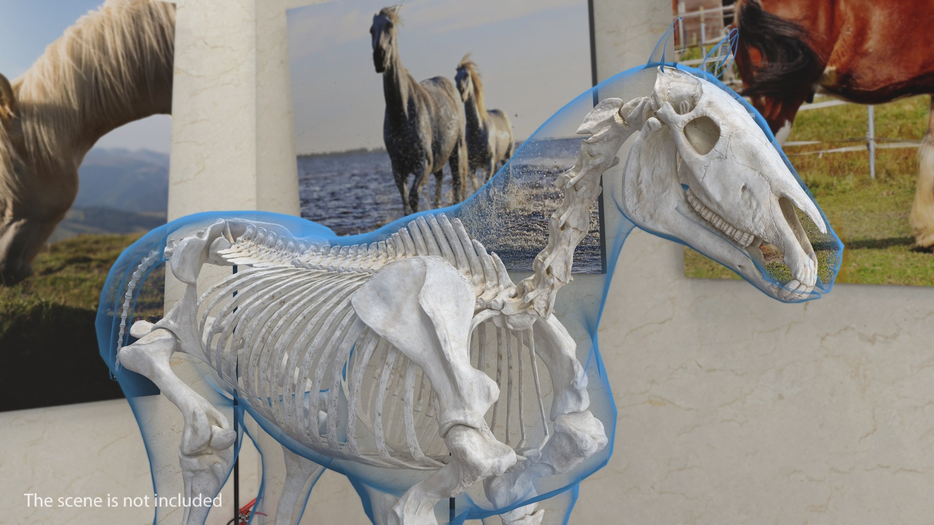 horse skeleton 3D model https://p.turbosquid.com/ts-thumb/AG/p756e6/AuF0uNm7/horseandskeletoncollectionmb3dmodel004/jpg/1549258931/1920x1080/fit_q87/aa0c5951e88961ead77837441b741ee53d68561f/horseandskeletoncollectionmb3dmodel004.jpg