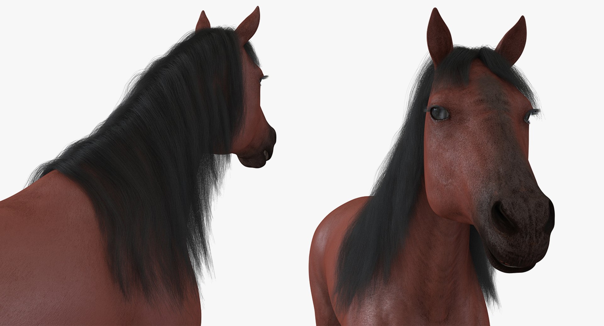 horse skeleton 3D model https://p.turbosquid.com/ts-thumb/AG/p756e6/G5JTu3pv/horseandskeletoncollectionmb3dmodel015/jpg/1549258931/1920x1080/fit_q87/77ae98486ed75d9baa689e19b1891c503a62207b/horseandskeletoncollectionmb3dmodel015.jpg