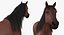 Horse and Skeleton 3D Models Collection