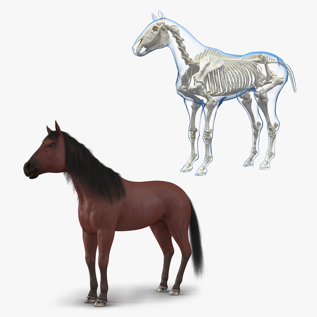 Horse and Skeleton 3D Models Collection 3D model preview