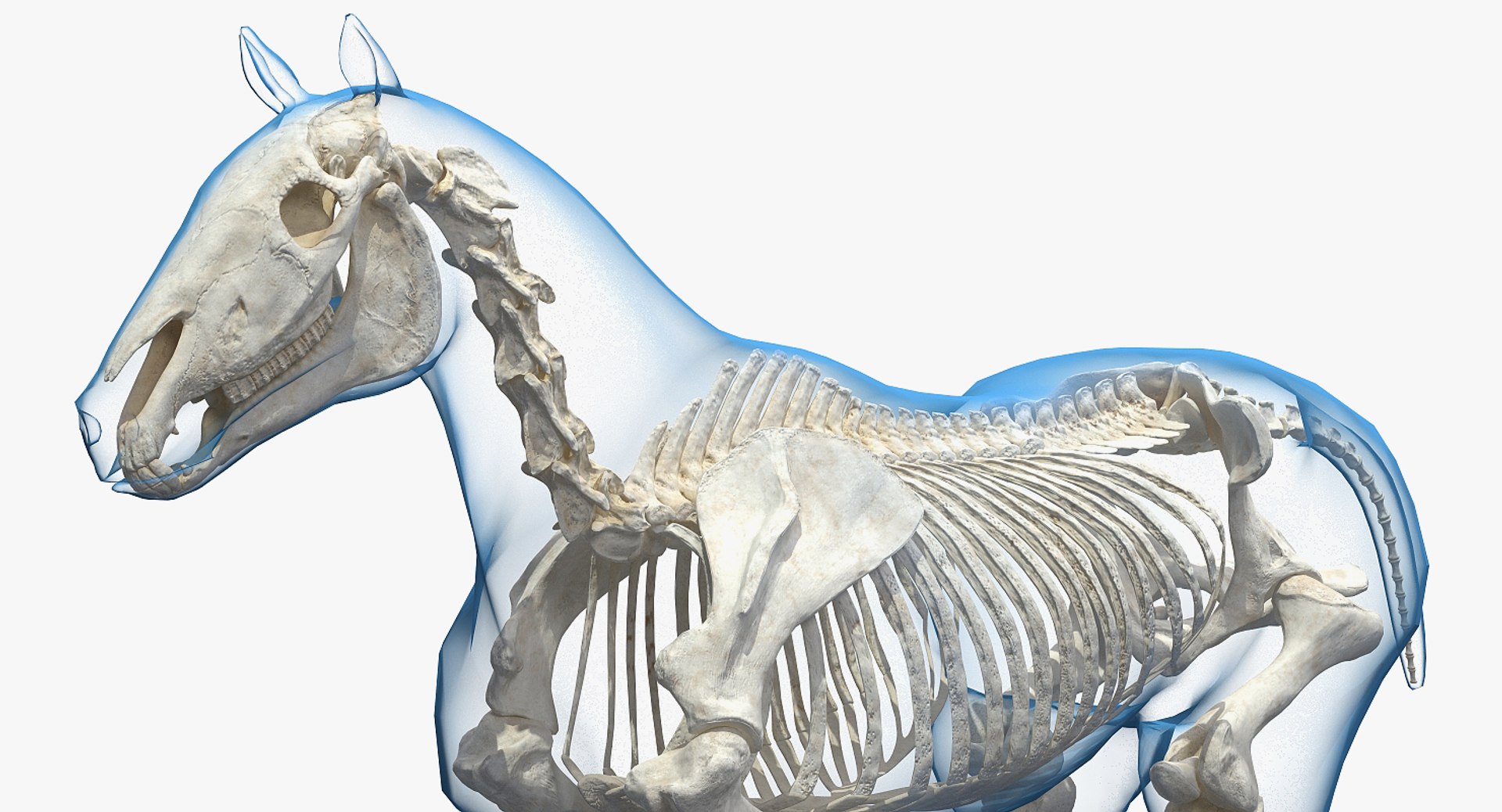 Horse Skeleton 3D Model - TurboSquid 1374657