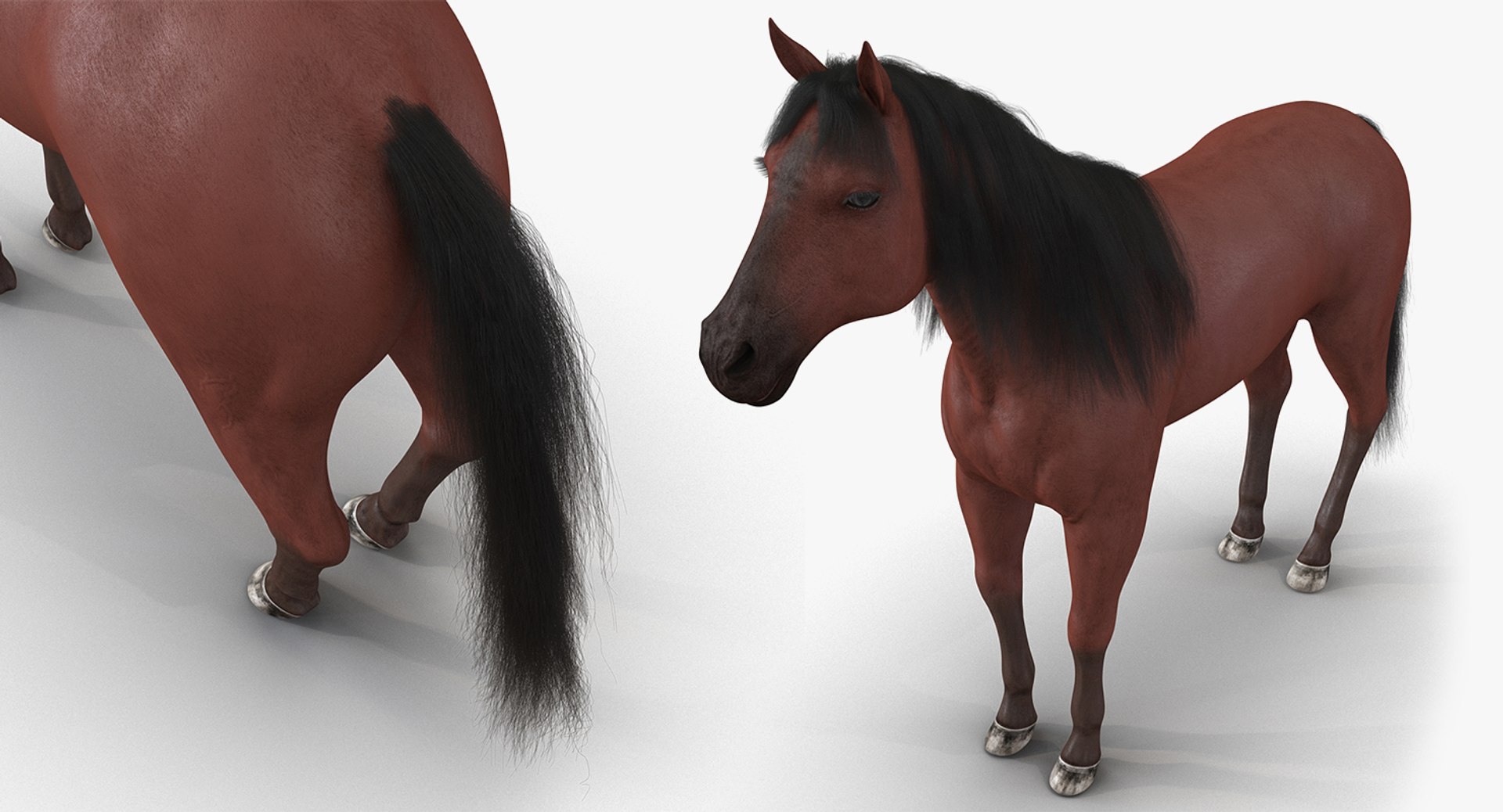 horse skeleton 3D model https://p.turbosquid.com/ts-thumb/AG/p756e6/VeZJsXsH/horseandskeletoncollectionmb3dmodel016/jpg/1549258931/1920x1080/fit_q87/fa7b737b1745a5133d647c52175ff0b6b102583c/horseandskeletoncollectionmb3dmodel016.jpg