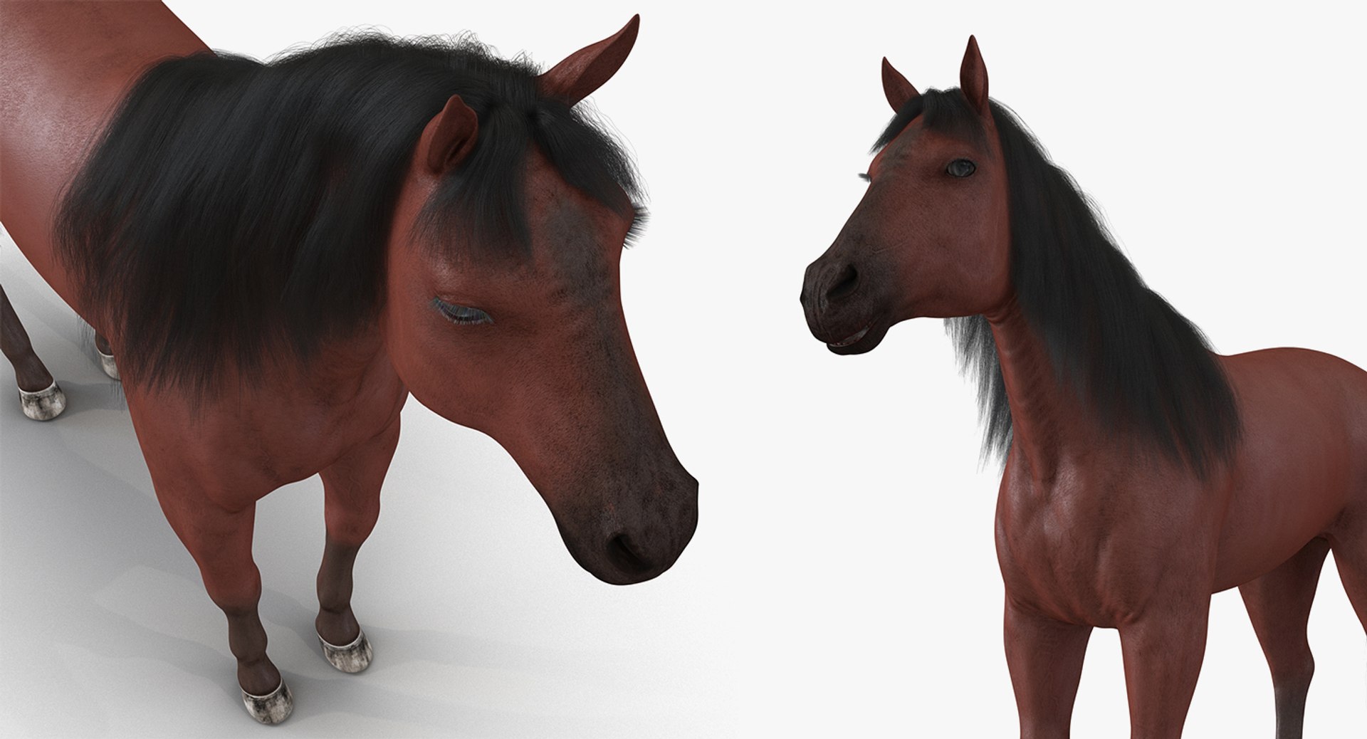 horse skeleton 3D model https://p.turbosquid.com/ts-thumb/AG/p756e6/XQdTa7ma/horseandskeletoncollectionmb3dmodel014/jpg/1549258931/1920x1080/fit_q87/2bca4c249b3baf41de2b00a510e5eebf05562e8b/horseandskeletoncollectionmb3dmodel014.jpg