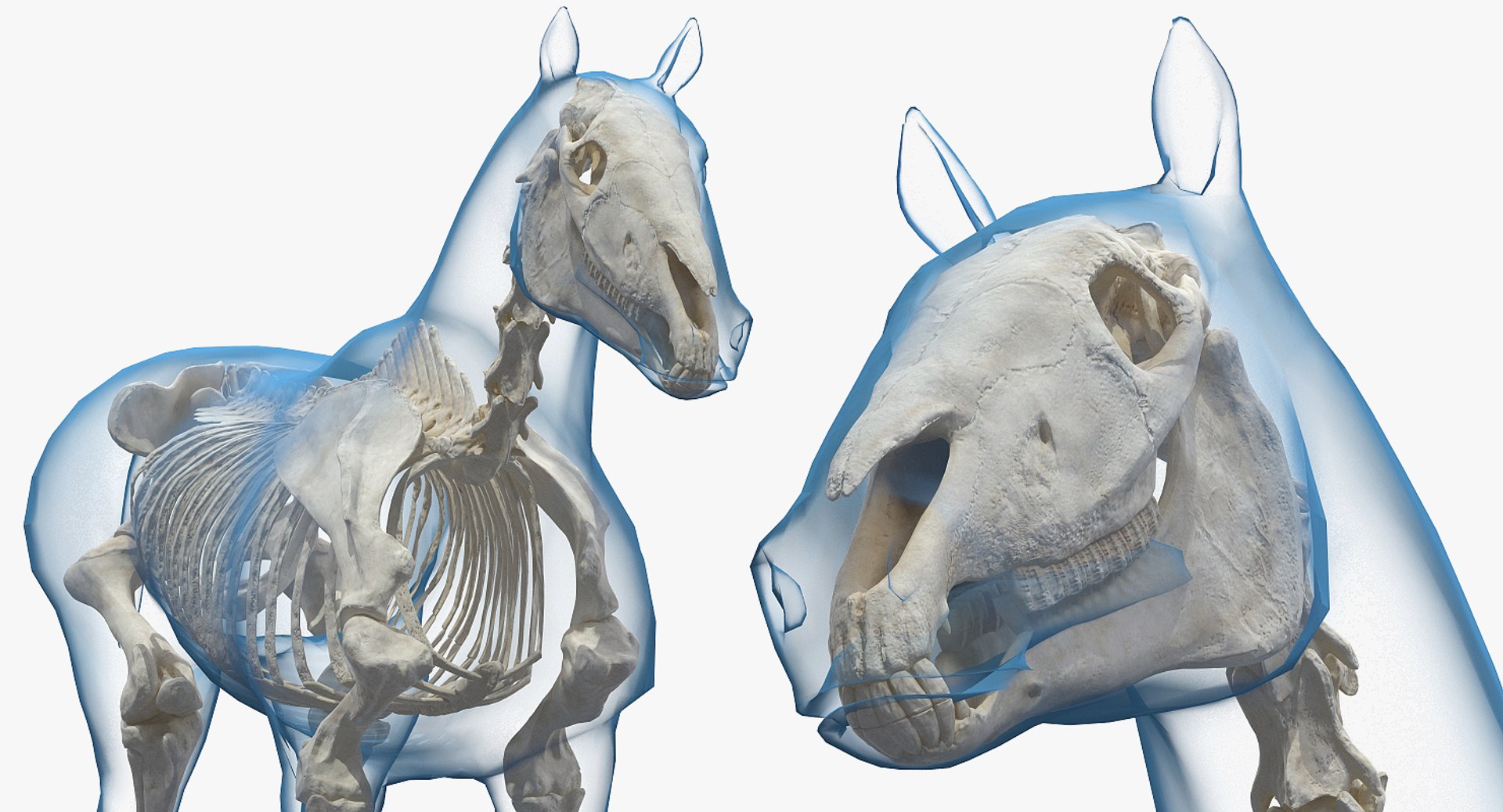 horse skeleton 3D model https://p.turbosquid.com/ts-thumb/AG/p756e6/ak4rPf4L/horseandskeletoncollectionmb3dmodel011/jpg/1549258931/1920x1080/fit_q87/e868b624fc34bea9f54c358e7b3d04a79f136f10/horseandskeletoncollectionmb3dmodel011.jpg