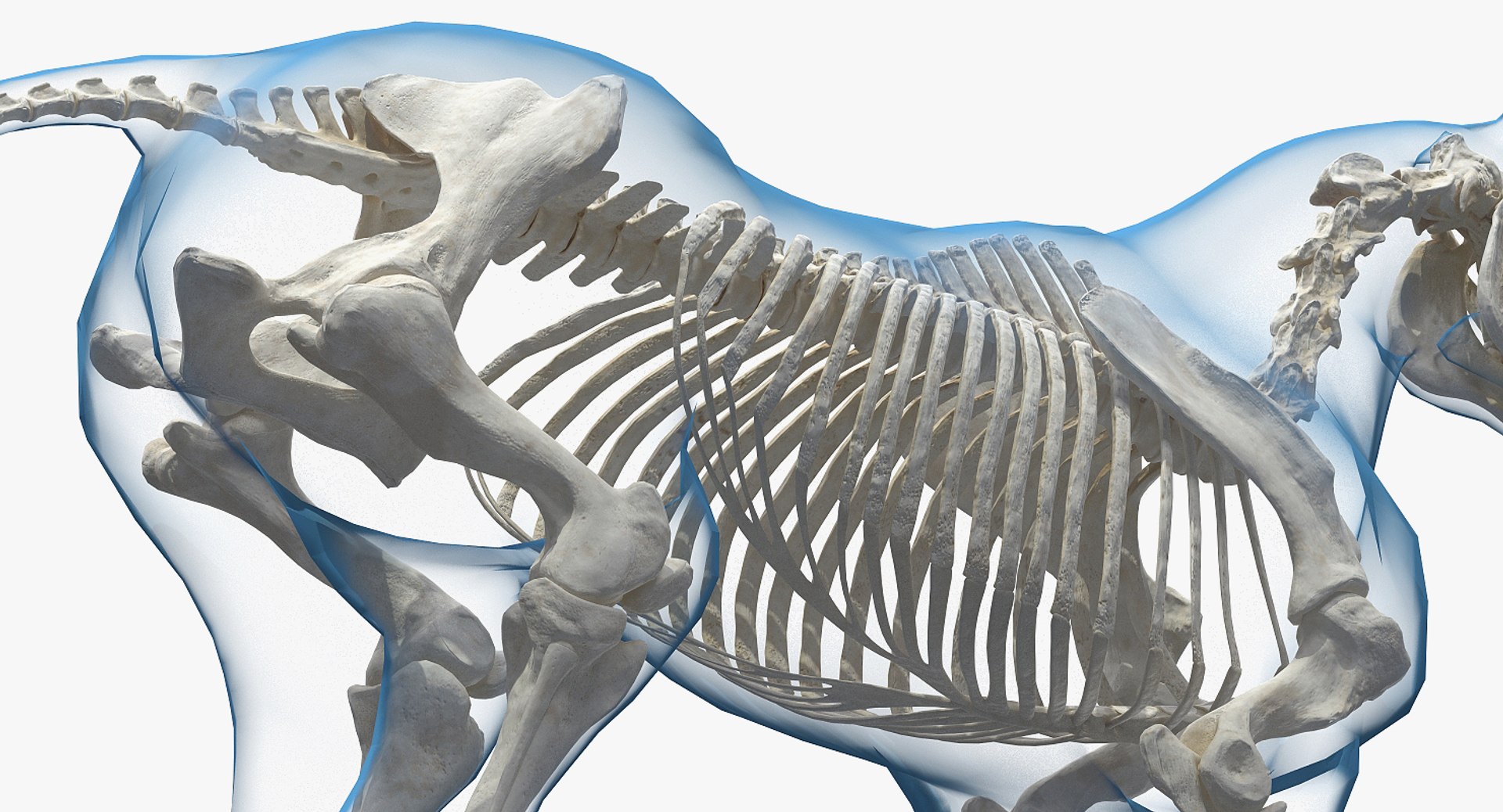 horse skeleton 3D model https://p.turbosquid.com/ts-thumb/AG/p756e6/jQeVL5q3/horseandskeletoncollectionmb3dmodel010/jpg/1549258931/1920x1080/fit_q87/26f3c0f06e1760380d2790998fbdf4d498102b52/horseandskeletoncollectionmb3dmodel010.jpg