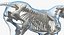 Horse and Skeleton 3D Models Collection