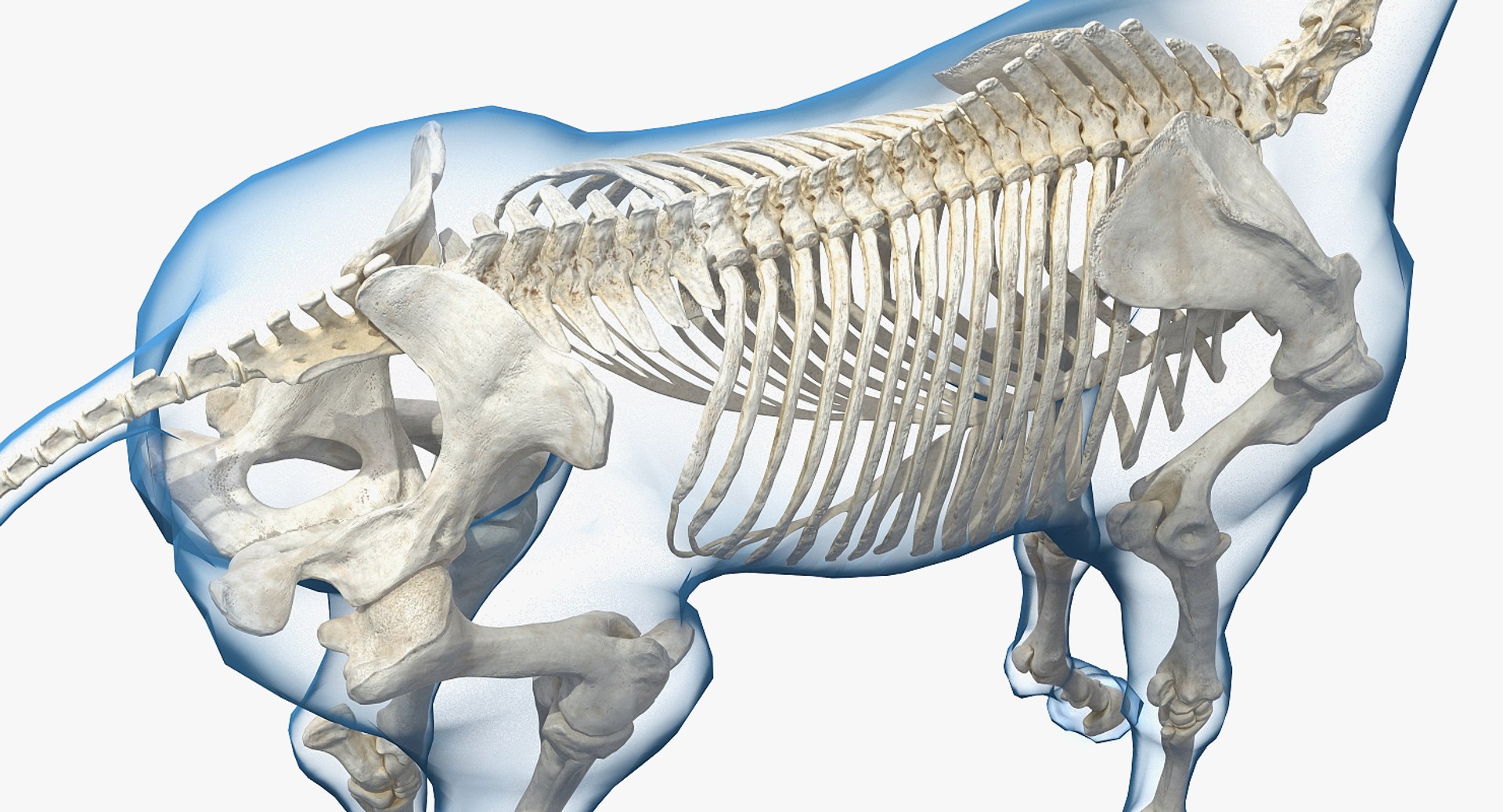 horse skeleton 3D model https://p.turbosquid.com/ts-thumb/AG/p756e6/kJfu2eVu/horseandskeletoncollectionmb3dmodel008/jpg/1549258931/1920x1080/fit_q87/2f8026dc8abf4c055b90d9907487c507f98dcae6/horseandskeletoncollectionmb3dmodel008.jpg