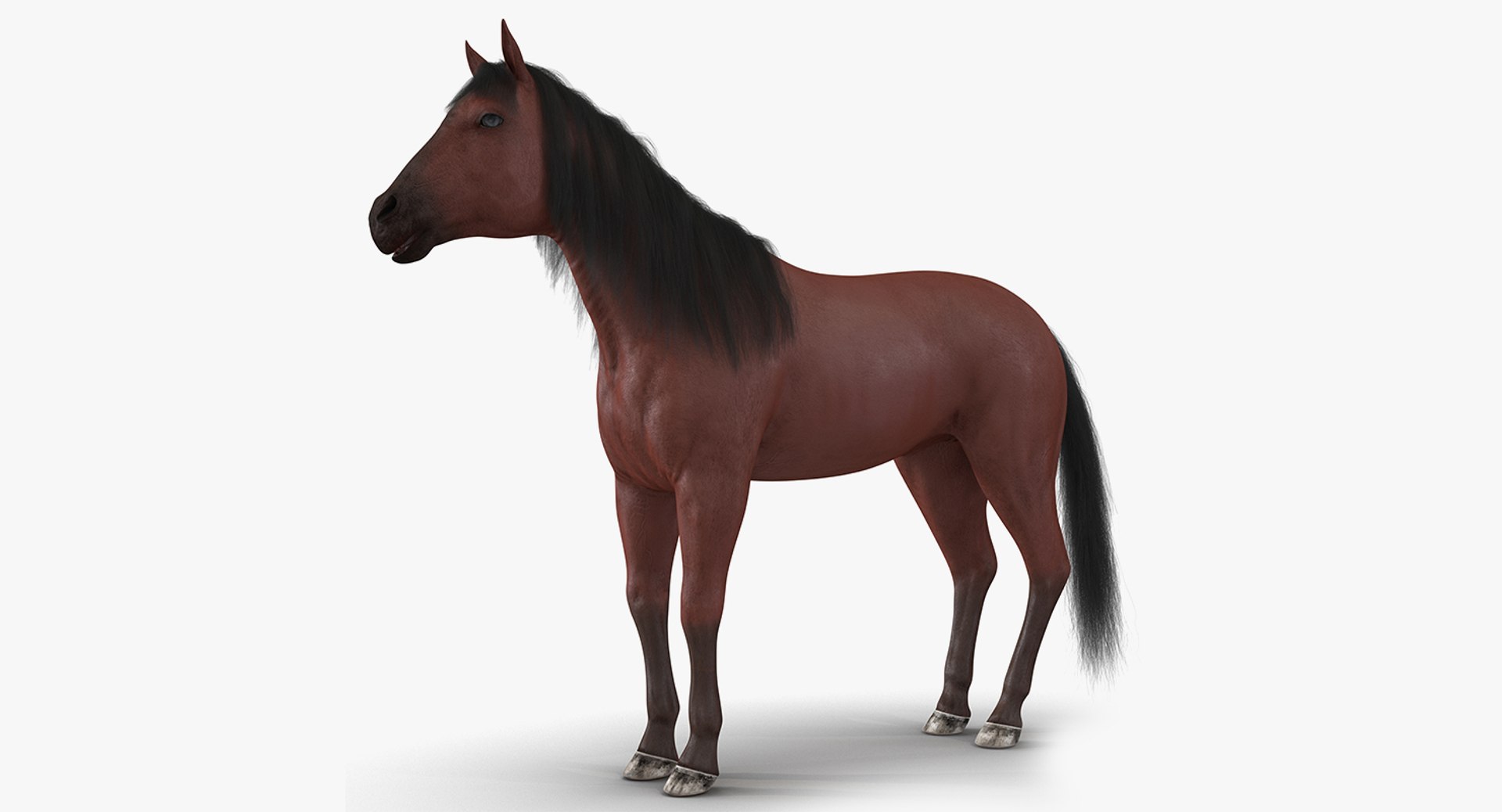 horse skeleton 3D model https://p.turbosquid.com/ts-thumb/AG/p756e6/mtooZE9b/horseandskeletoncollectionmb3dmodel013/jpg/1549258931/1920x1080/fit_q87/2b1dc9803a1ed0766c7c21075c962cb8f579a191/horseandskeletoncollectionmb3dmodel013.jpg