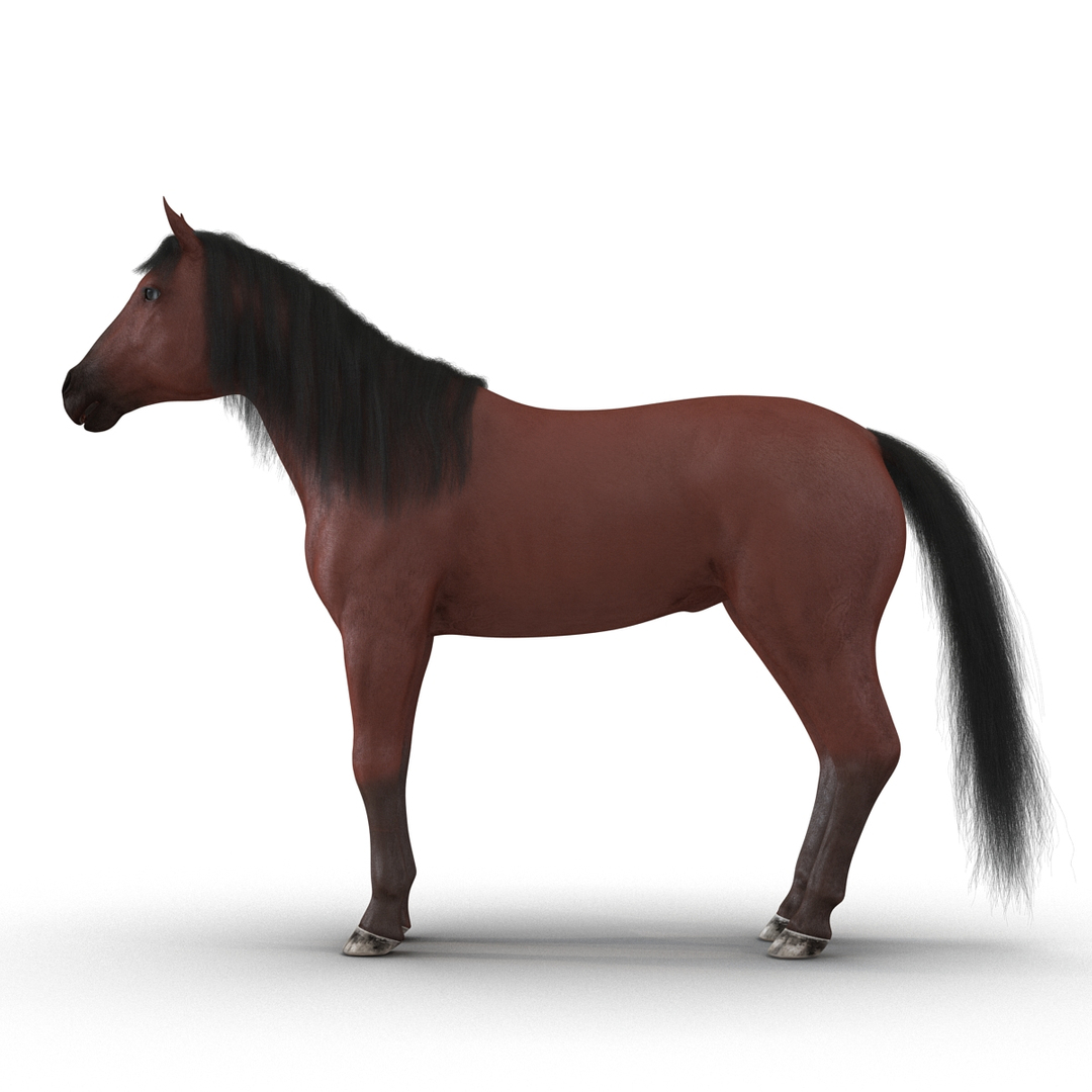 horse skeleton 3D model https://p.turbosquid.com/ts-thumb/AG/p756e6/oe73viV5/horse_and_skeleton_collection_362/jpg/1549257019/1920x1080/turn_fit_q99/b0db7414c70b6555a379fc60222668f065cb47d9/horse_and_skeleton_collection_362-1.jpg