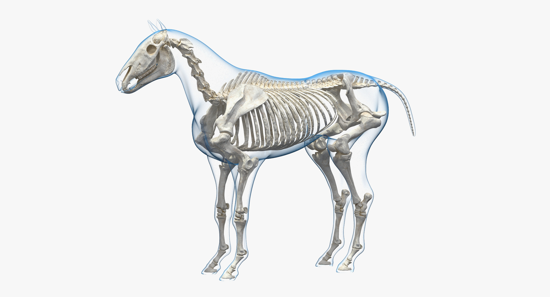 horse skeleton 3D model https://p.turbosquid.com/ts-thumb/AG/p756e6/u4Usmqsn/horse_and_skeleton_collection_360/jpg/1549256872/1920x1080/turn_fit_q99/c11617e645fb8af73470128bb3cc4ad8987d966e/horse_and_skeleton_collection_360-1.jpg