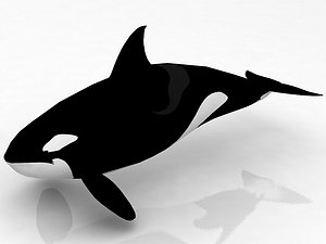 3D model Killer Whale