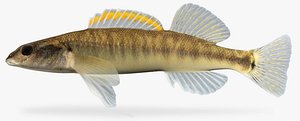 3d fbx percina phoxocephala slenderhead darter
