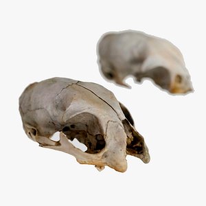 3D model Cat Skulls