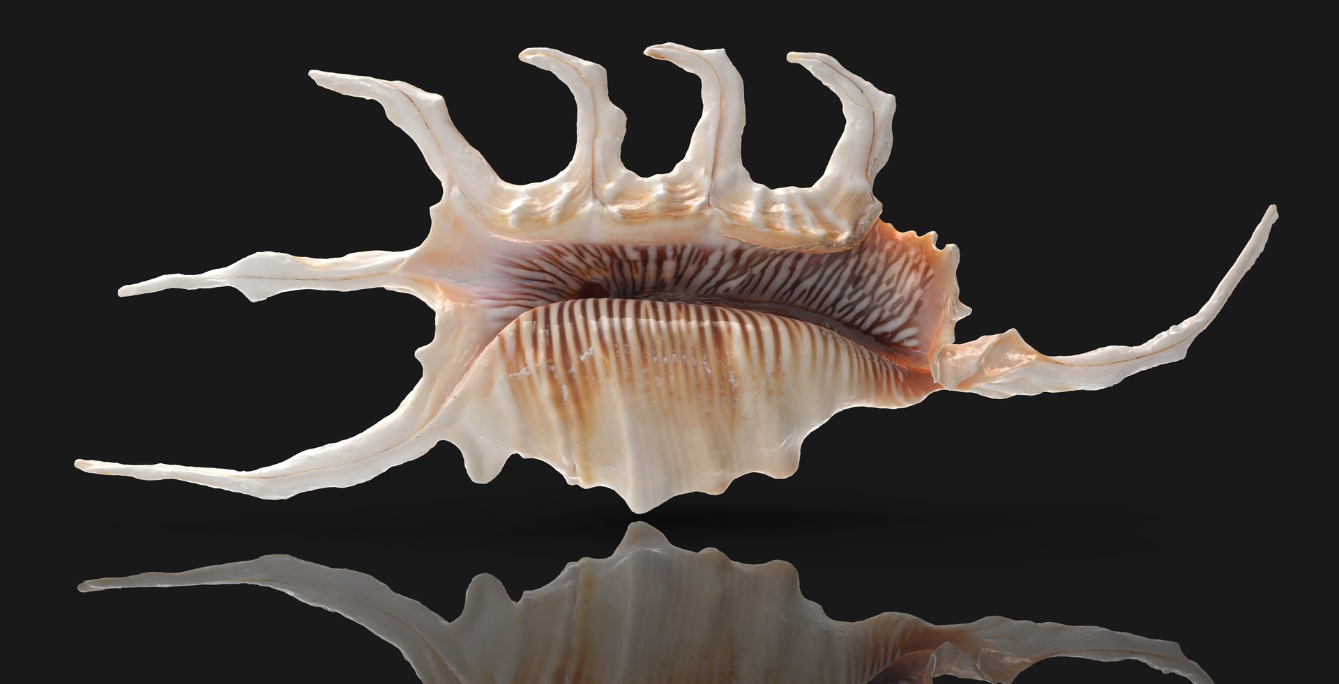 3D Sea Shell Lambis Truncata - TurboSquid 2212099