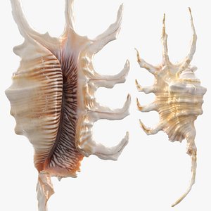 3D Sea Shell Lambis Truncata