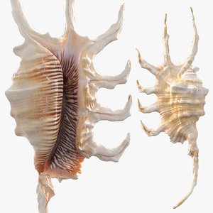 Sea Shell Lambis Truncata