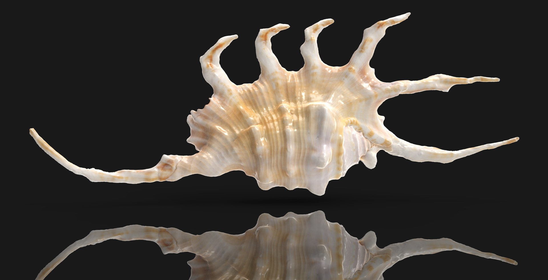 3D Sea Shell Lambis Truncata - TurboSquid 2212099