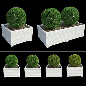 3d boxwoods model