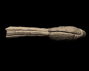 Ankylosaurus Tail Bone 3D print model