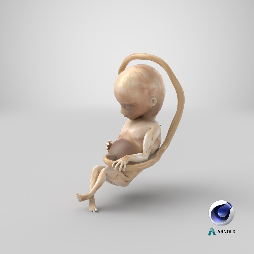 3D second trimester human fetus https://p.turbosquid.com/ts-thumb/AH/IMGkdr/3S/stemcell_cinema_4d_arnold_render/png/1610562952/1920x1080/fit_q87/691368e65710a42a83519d9324791f3f051849c3/stemcell_cinema_4d_arnold_render.jpg