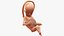 Second Trimester Human Fetus 16 Weeks