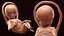 Second Trimester Human Fetus 16 Weeks