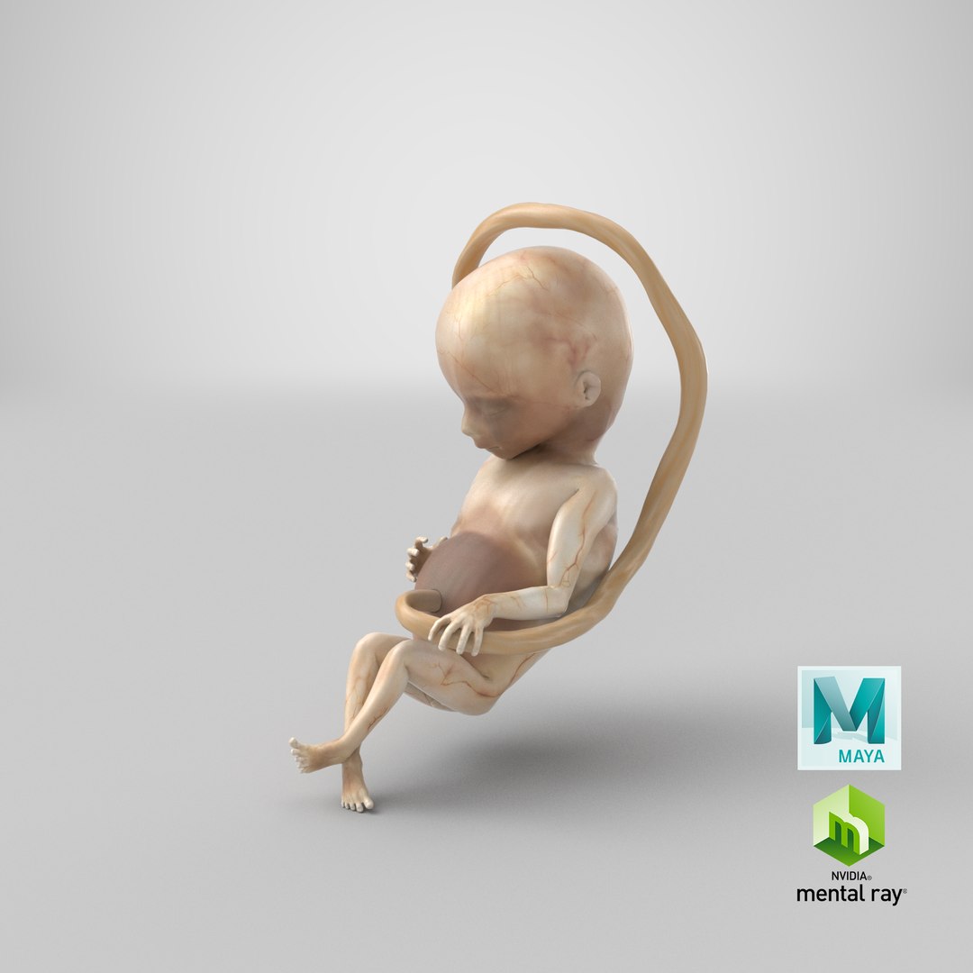 3D second trimester human fetus https://p.turbosquid.com/ts-thumb/AH/IMGkdr/WC/stemcell_maya_mental_ray_render/png/1610562961/1920x1080/fit_q87/81bba62b0b7bc70d64ab6bf758613f4cdc9b4f69/stemcell_maya_mental_ray_render.jpg
