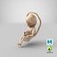 Second Trimester Human Fetus 16 Weeks