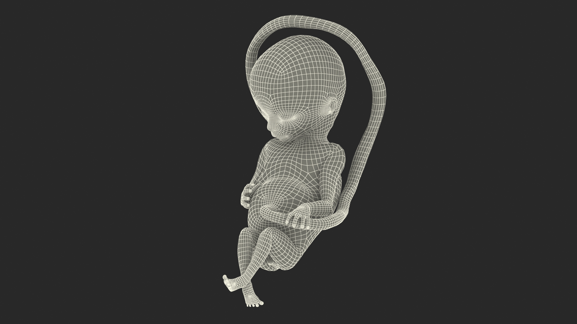 3D second trimester human fetus https://p.turbosquid.com/ts-thumb/AH/IMGkdr/k9V1CvJv/second_trimester_human_fetus_16_weeks_361/jpg/1606911369/1920x1080/turn_fit_q99/53e50786bc45c692c5818ccc4a098e9f3376544d/second_trimester_human_fetus_16_weeks_361-1.jpg