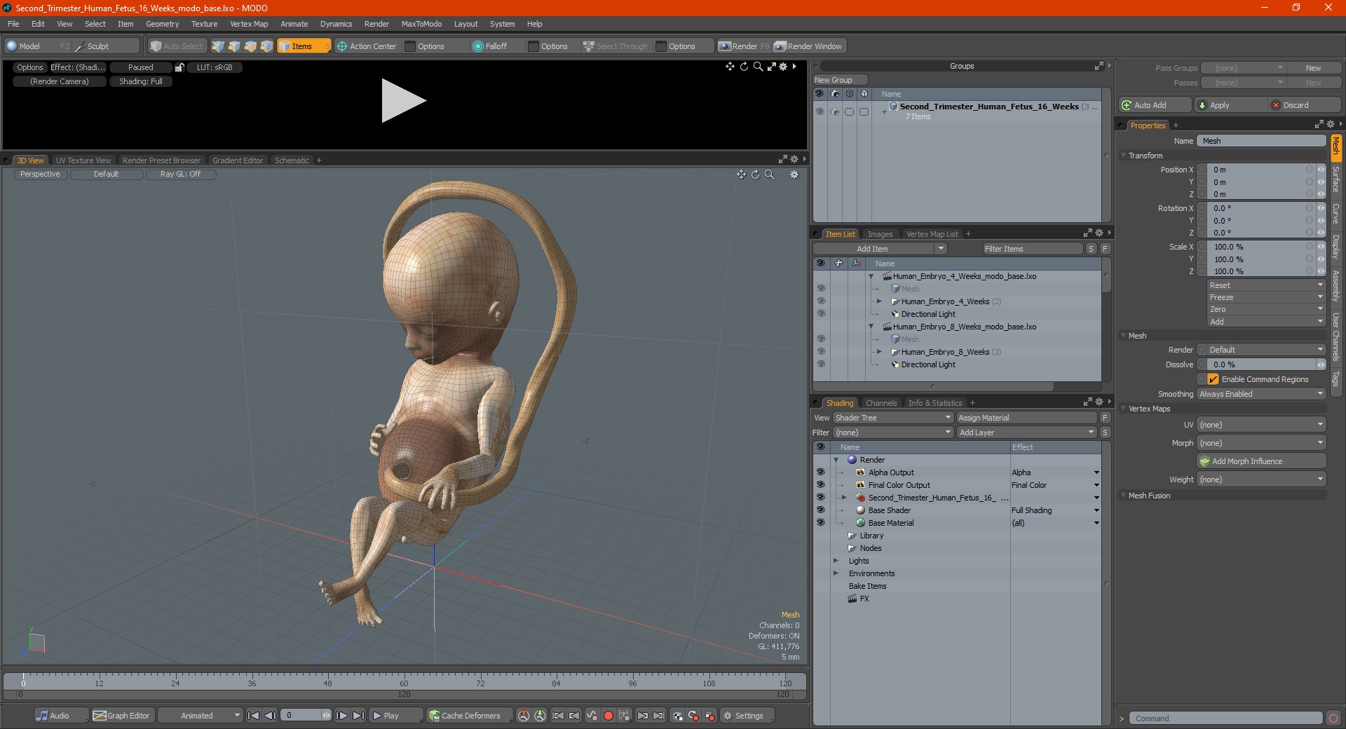 3D second trimester human fetus https://p.turbosquid.com/ts-thumb/AH/IMGkdr/qCG7CcmX/secondtrimesterhumanfetus16weeksvray3dmodel023/jpg/1606913574/1920x1080/fit_q87/6cb0518b183b0e70271974300738637dfe9a7b95/secondtrimesterhumanfetus16weeksvray3dmodel023.jpg