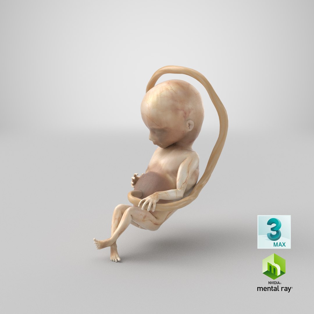 3D second trimester human fetus https://p.turbosquid.com/ts-thumb/AH/IMGkdr/xp/stemcell_max_mental_ray_render/png/1610562957/1920x1080/fit_q87/b2087160512cebd8726f9a4224038251197a33d7/stemcell_max_mental_ray_render.jpg