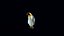 Penguin Rigged Character