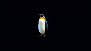 Penguin Rigged Character