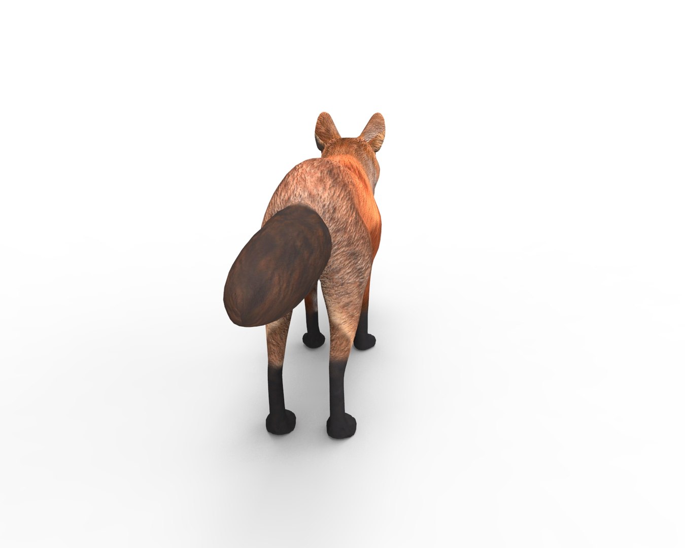 fox ready model https://p.turbosquid.com/ts-thumb/AH/MMvJZD/5kUIID7G/untitled.118/jpg/1506319808/1920x1080/fit_q87/0feb202236c406905a35dbd9e9c05b75a0d5d8c2/untitled.118.jpg