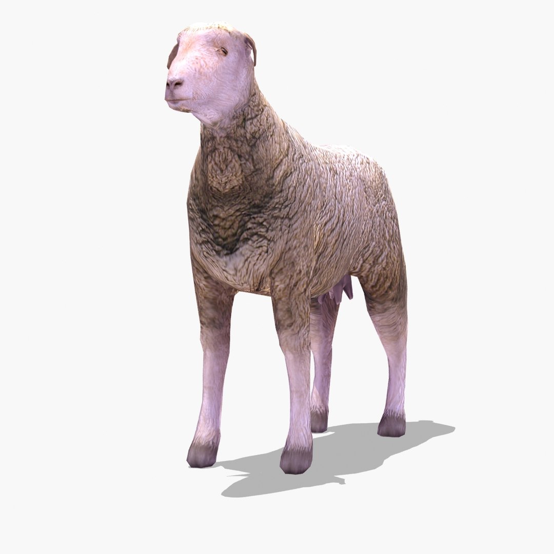 arabi sheep 3ds https://p.turbosquid.com/ts-thumb/AH/a3uiry/8qRl0CFl/sheep_arabia_cam03/jpg/1306956550/1920x1080/fit_q87/fb2598d08b16862797ae83b33642992885994096/sheep_arabia_cam03.jpg