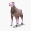 Arabi Sheep
