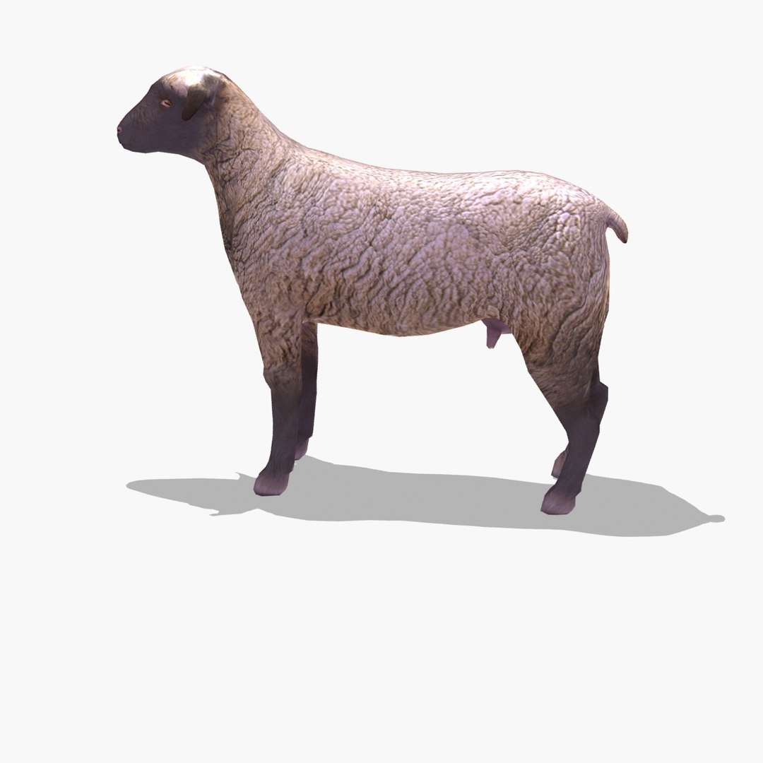 arabi sheep 3ds https://p.turbosquid.com/ts-thumb/AH/a3uiry/AuBAdLuS/sheep_arabib_tt_0045/jpg/1306955886/1920x1080/fit_q87/e08cae0ca806899aa1817ab3871225c6d364a9b7/sheep_arabib_tt_0045.jpg