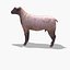 Arabi Sheep