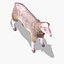 Arabi Sheep