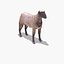 Arabi Sheep