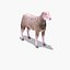 Arabi Sheep