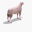 Arabi Sheep