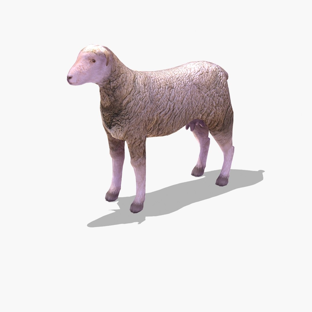 arabi sheep 3ds https://p.turbosquid.com/ts-thumb/AH/a3uiry/mQaIKiKo/sheep_arabia_tt_0055/jpg/1306955886/1920x1080/fit_q87/0aa26676f95a967c9ca72d43ed67b3e21ca2699a/sheep_arabia_tt_0055.jpg