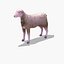 Arabi Sheep