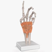Human Hand Skeleton with Carpal Tunnel Membrane Rigged